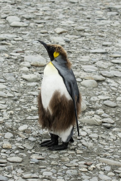 SGI-2016-South Georgia (Fortuna Bay)–King penguin (Aptenodytes patagonicus) 03