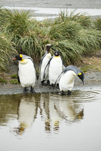 SGI-2016-South Georgia (Salisbury Plain)–King penguin (Aptenodytes patagonicus) 02