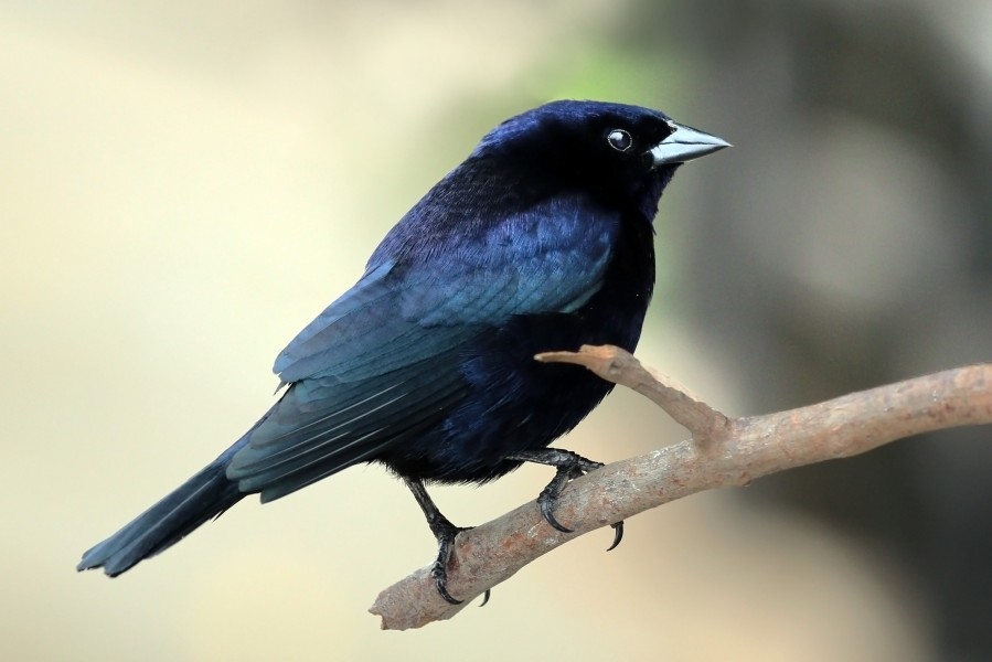 Shiny cowbird (Molothrus bonariensis) male
