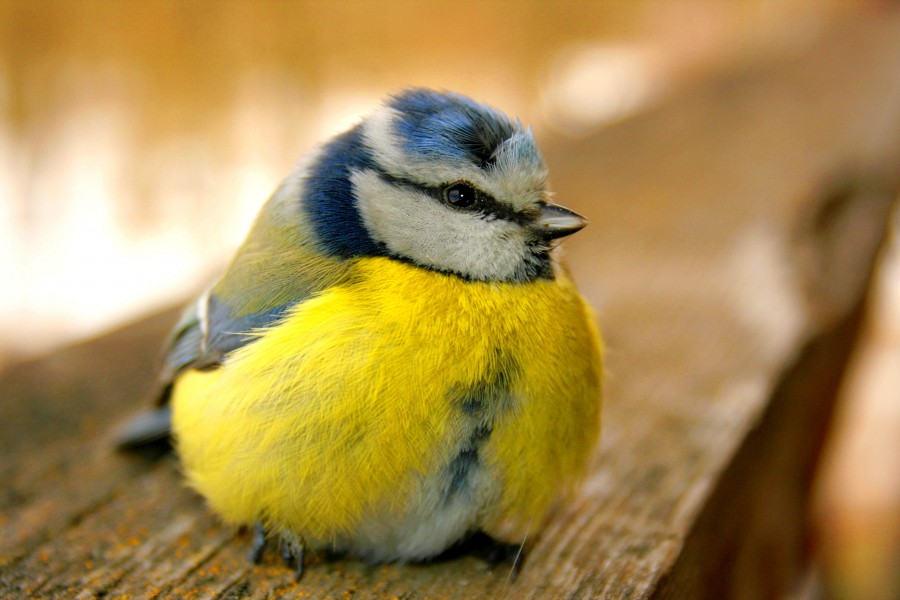 Sinitihane (Parus caeruleus)