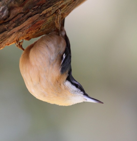 Sitta europaea Delor y cnau
