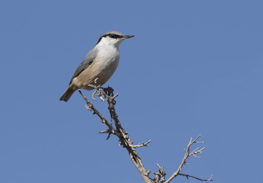 Sitta neumayer - Western Rock Nuthatch, Mersin 2016-11-20 05-10