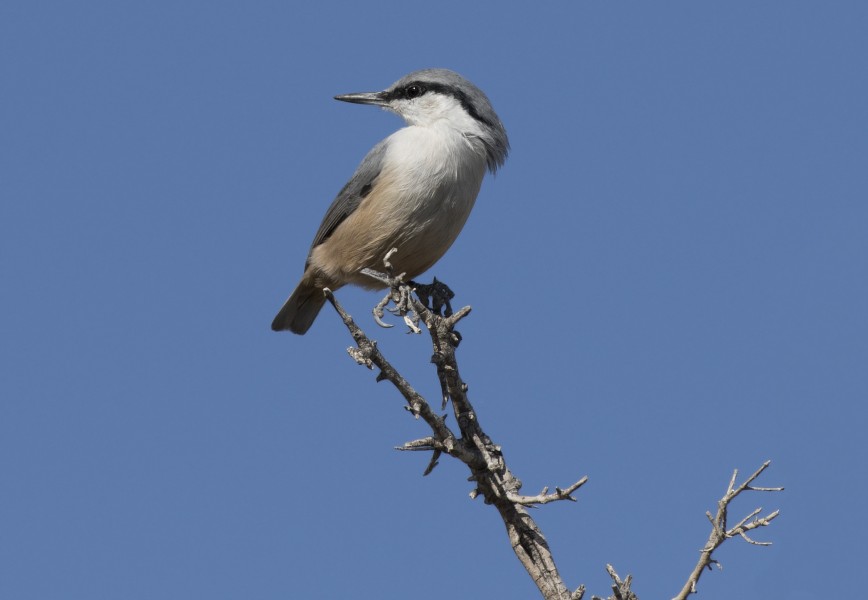 Sitta neumayer - Western Rock Nuthatch, Mersin 2016-11-20 05-12