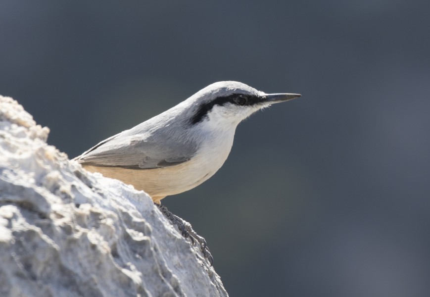 Sitta neumayer - Western Rock Nuthatch, Mersin 2016-11-20 06-1