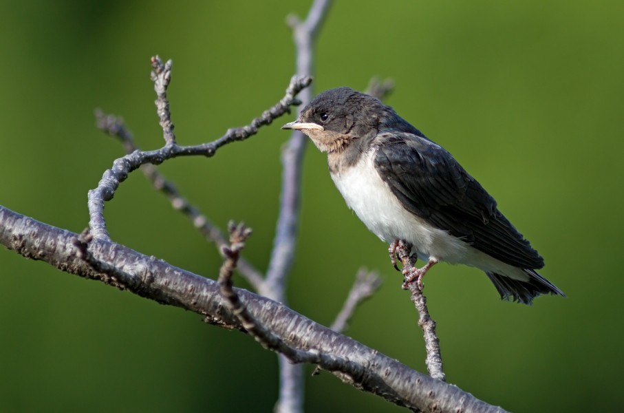 Small bird perching on a branch
