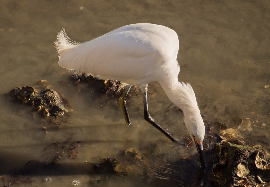 Snowy egret (12049)