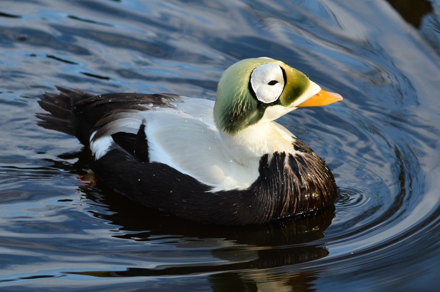 Somateria fischeri (Spectacled Eider - Plüschkopfente) - Weltvogelpark Walsrode 2012-06