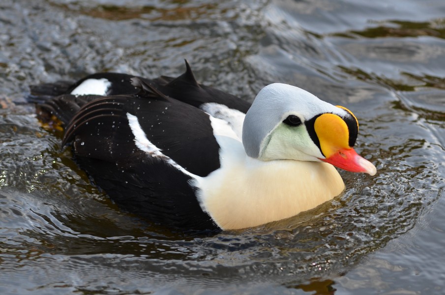 Somateria spectabilis (King Eider - Prachteiderente) - Weltvogelpark Walsrode 2012-16