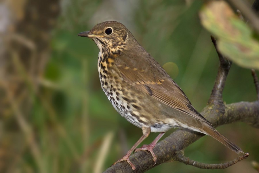 Song Thrush Turdus philomelos