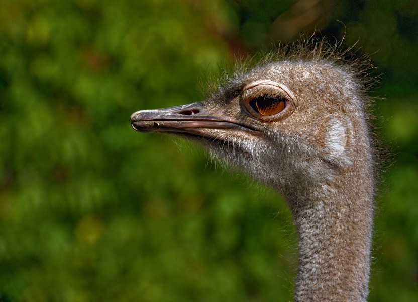 South African ostrich in The Kiev Zoo