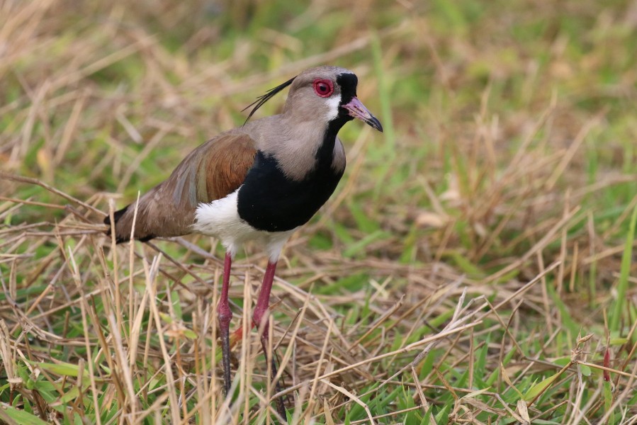 Southern lapwing (Vanellus chilenis lampronotus)