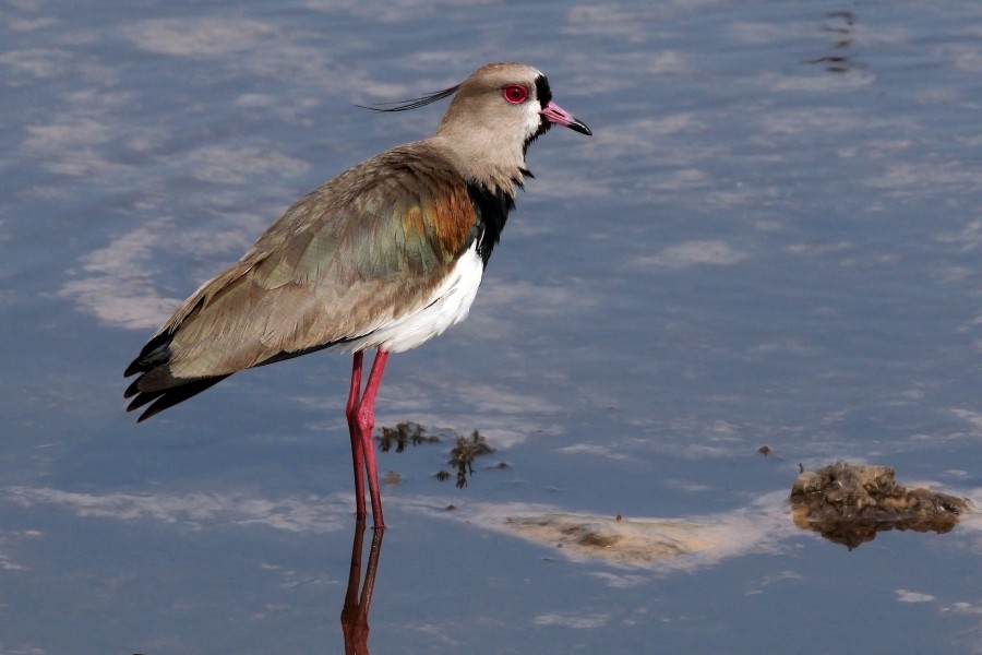 Southern lapwing (Vanellus chilensis lampronotus) 2