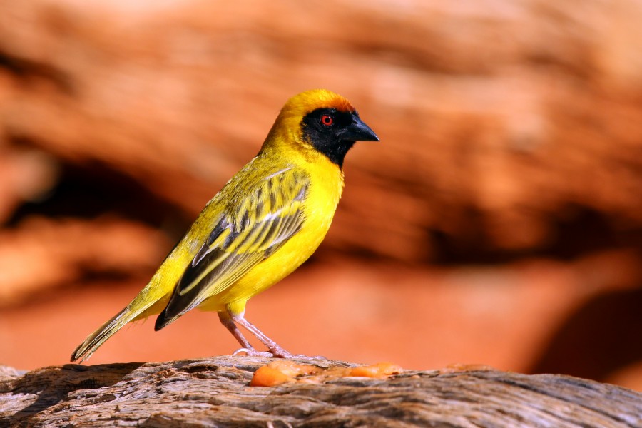Southern masked weaver (Ploceus velatus) male