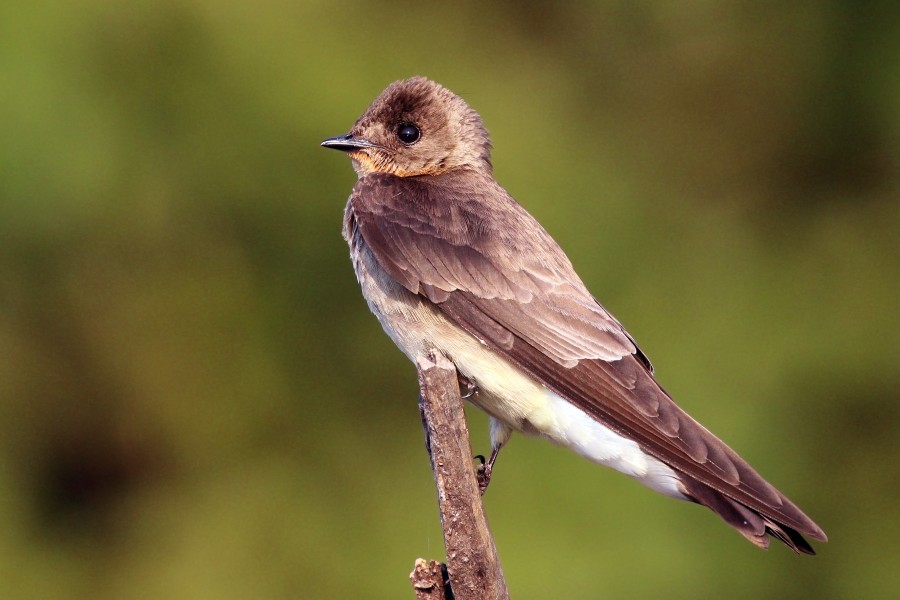 Southern rough-winged swallow (Stelgidopteryx ruficollis ruficollis)