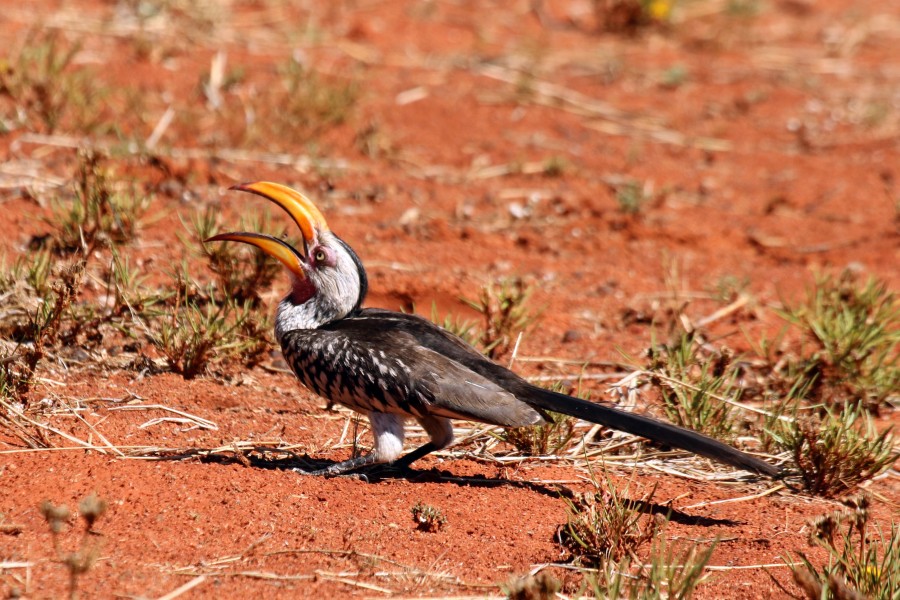 Southern yellow-billed hornbill (Tockus leucomelas) beak open