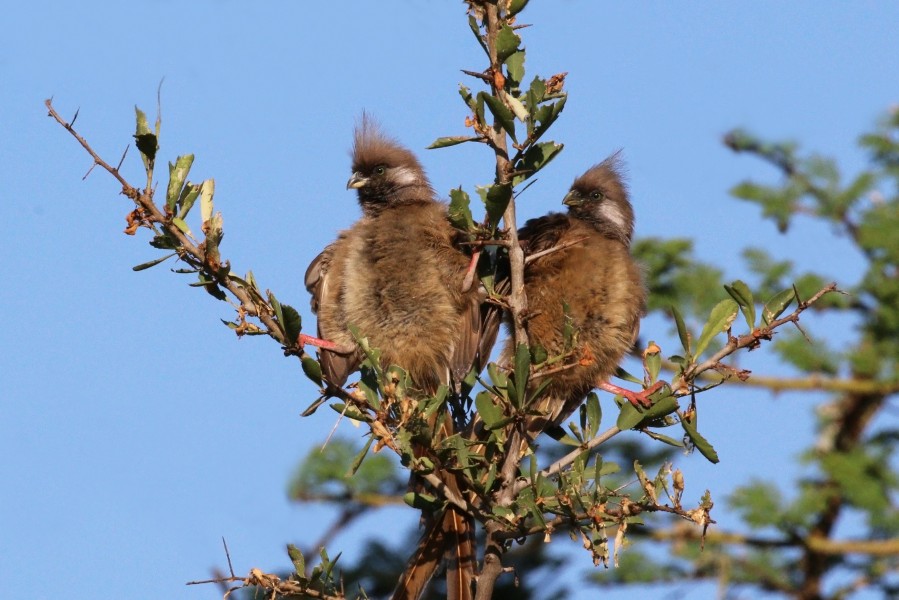 Speckled mousebirds (Colius striatus kikuyensis) pair