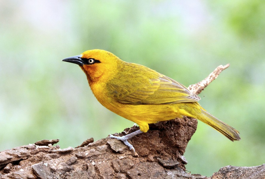 Spectacled Weaver 2011 10 12 3300