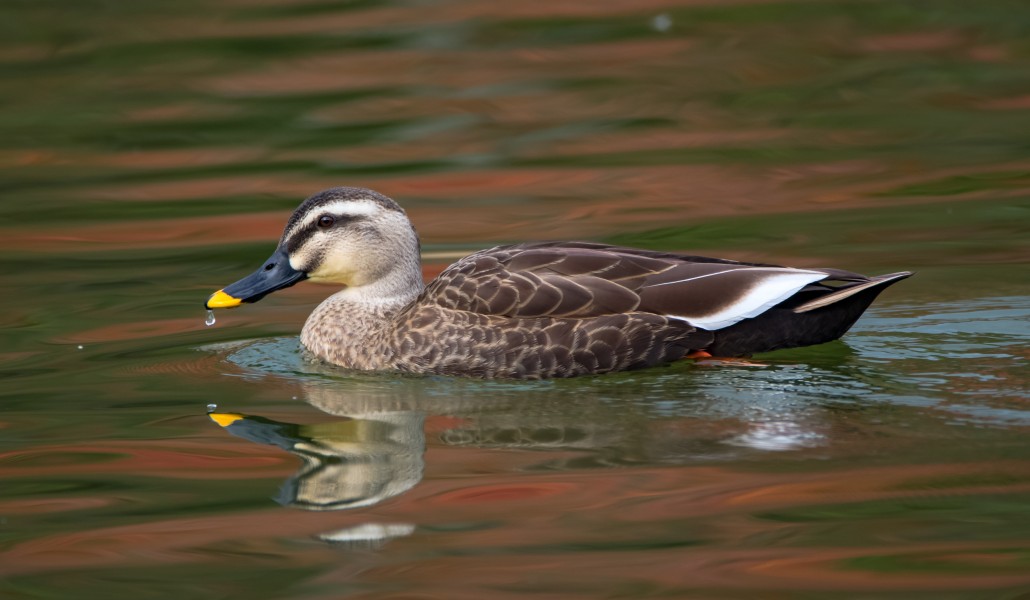 Spot-billed duck at Expo’70 Commemorative Park in Osaka, November 2015