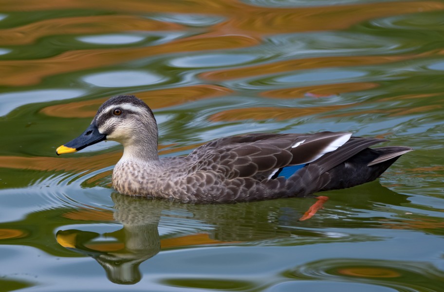 Spot-billed duck at Expo’70 Commemorative Park in Osaka, November 2015 II