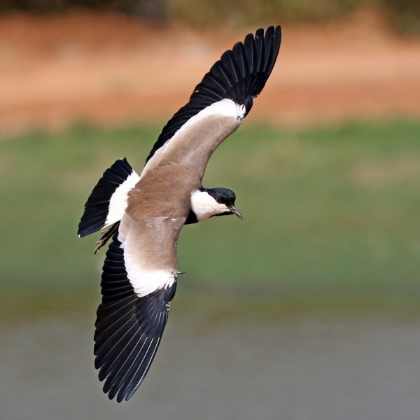 Spur-winged lapwing (Vanellus spinosus) in flight