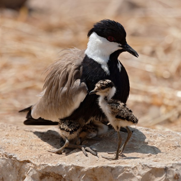 Spur-winged lapwing with chicks