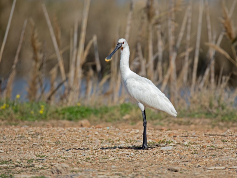 Standing spoonbill