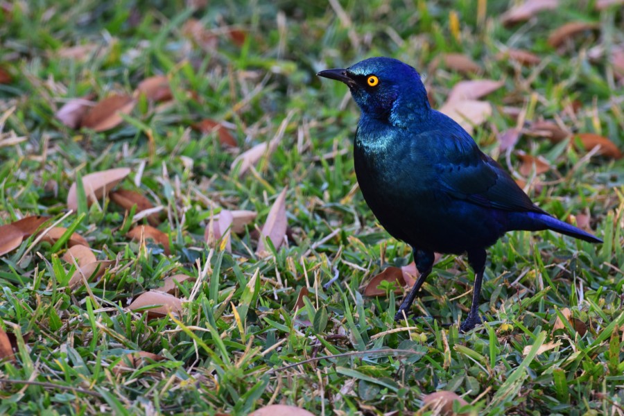 Starling (28099045545)