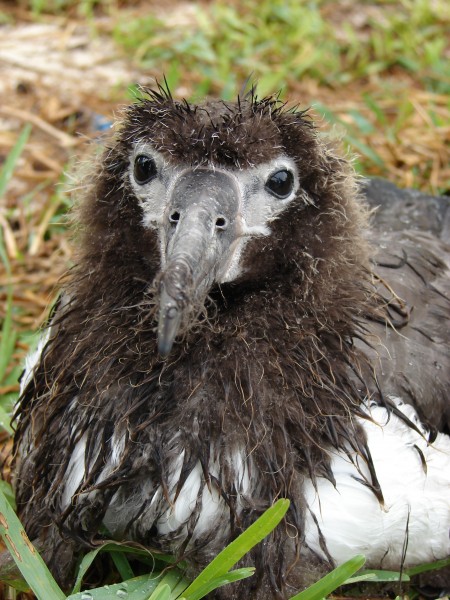 Starr-080607-7225-Stenotaphrum secundatum-habit with Laysan albatross in rain-Clipper House Sand Island-Midway Atoll (24889455236)