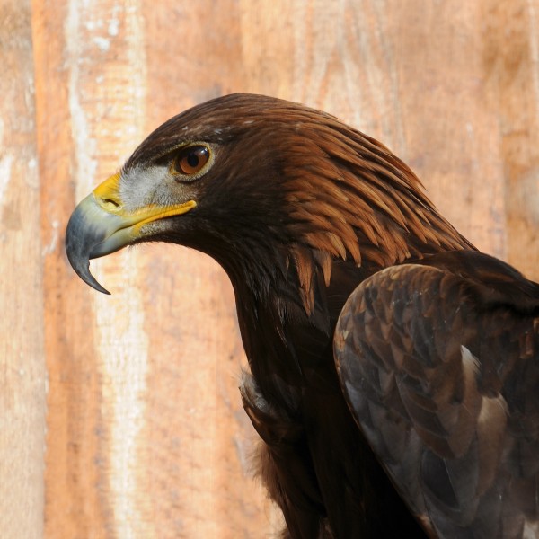 Steinadler, Aquila chrysaetos 01