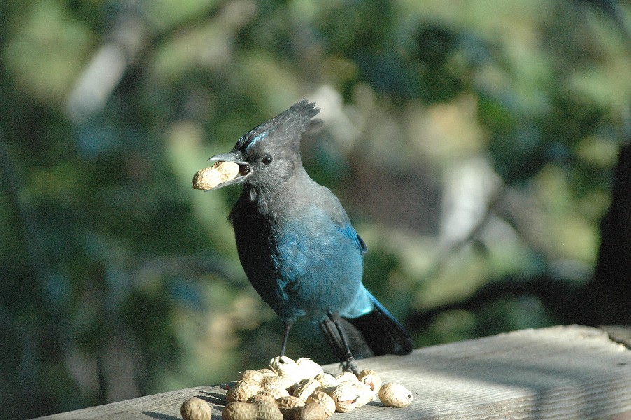 Steller's Jay holding a peanut on its edge