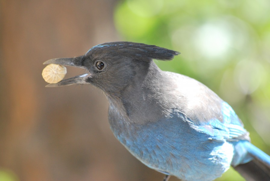 Steller's Jay holding peanut in beak