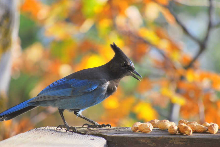 Steller's Jay perched on wood rail in front of peanuts