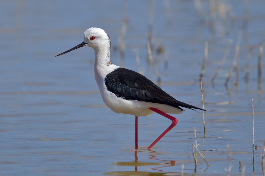 Stelzenläufer (Himantopus himantopus)