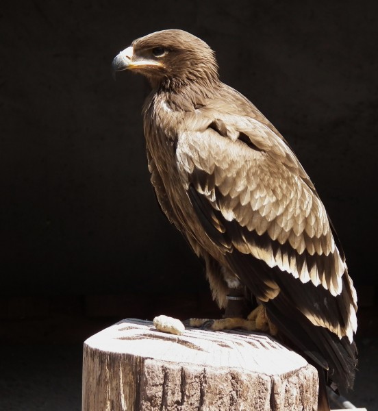 Steppenadler 2010
