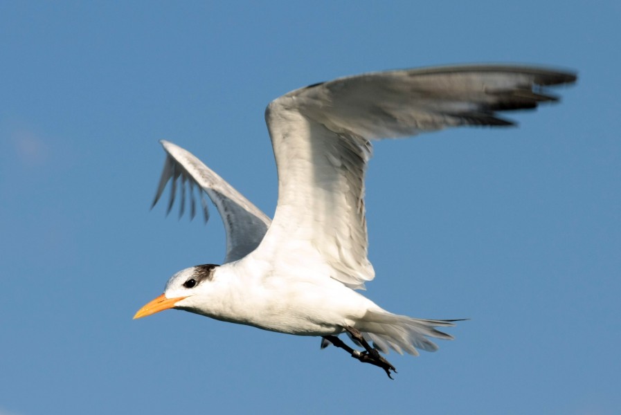 Sterna maxima flight