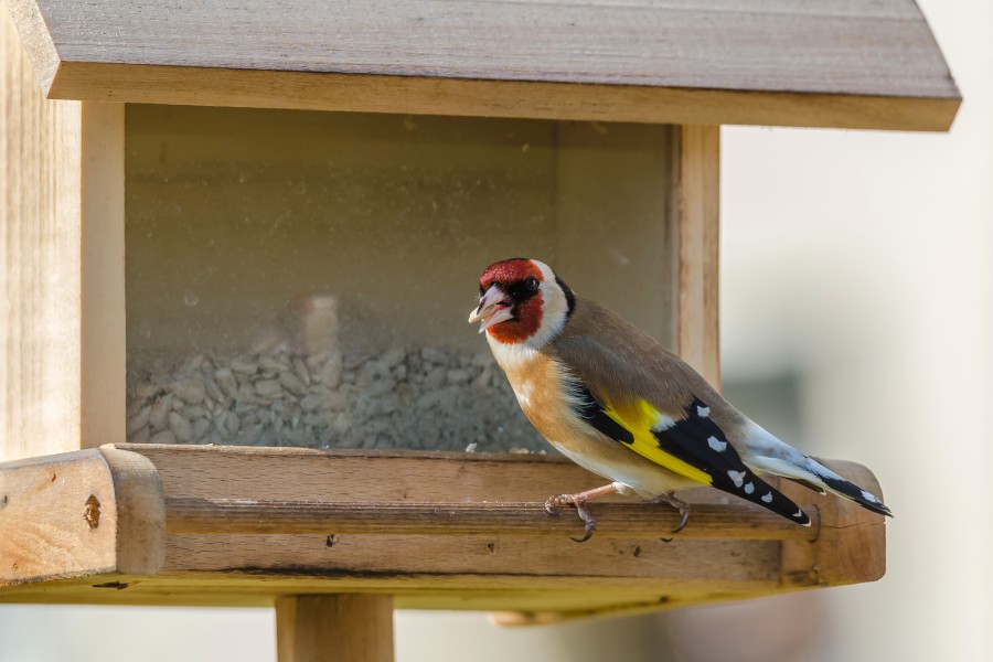 Stieglitz Carduelis carduelis male a