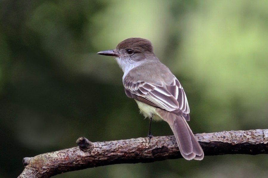 Stolid flycatcher (Myiarchus stolidus stolidus)