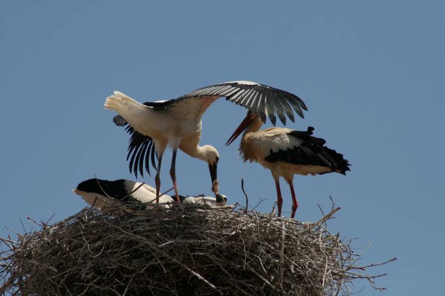 Stork nest Silves 2