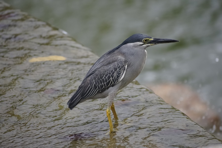 Striated Heron (Butorides striata) @ Kuala Lumpur, Malaysia (6)