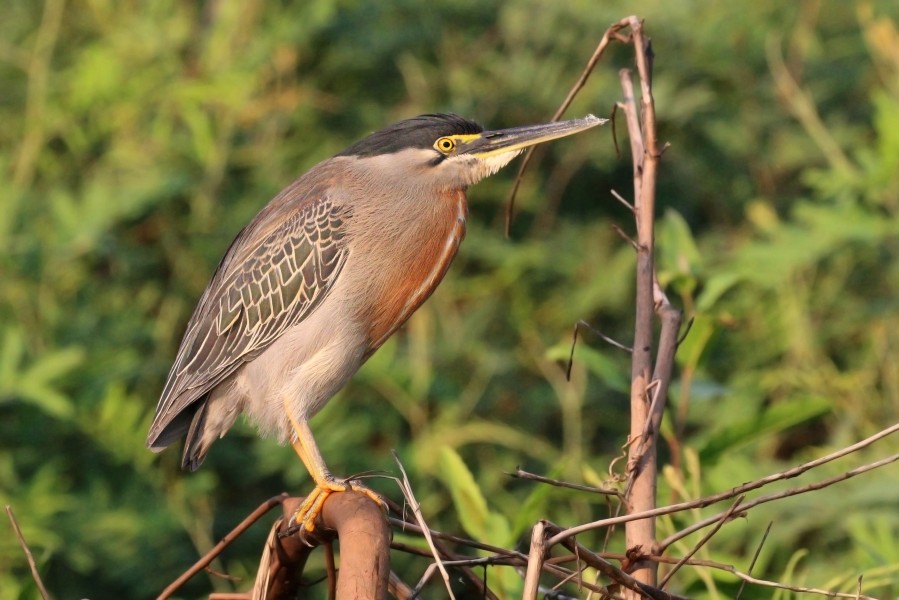 Striated heron (Butorides striata striata)