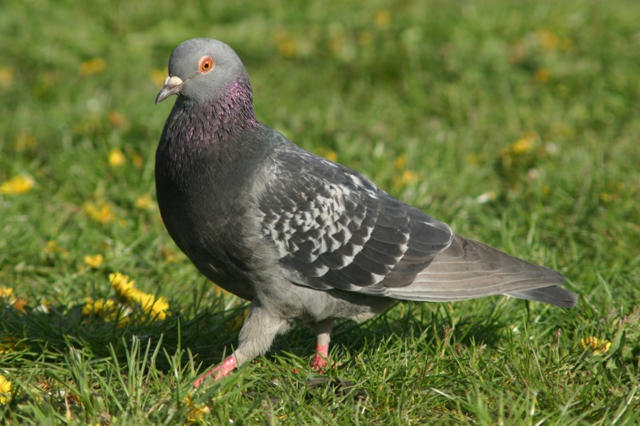 Strutting pigeon.gk