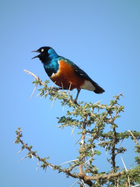 Superb Starling Lamprotornis superbus 3541 Nevit