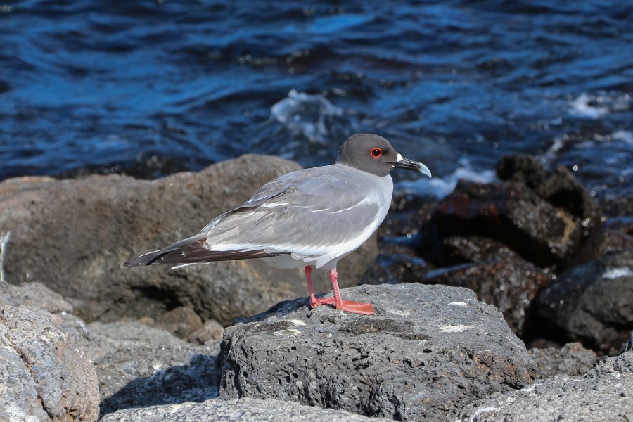 Swallow-tailed gull 01