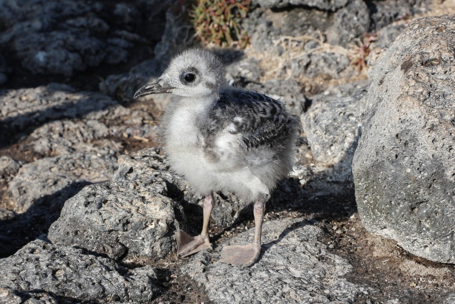 Swallow-tailed gull (juvenile)