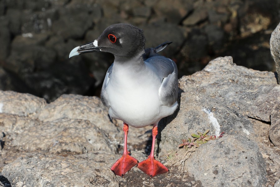 Swallow-tailed gull, South Plaza Island