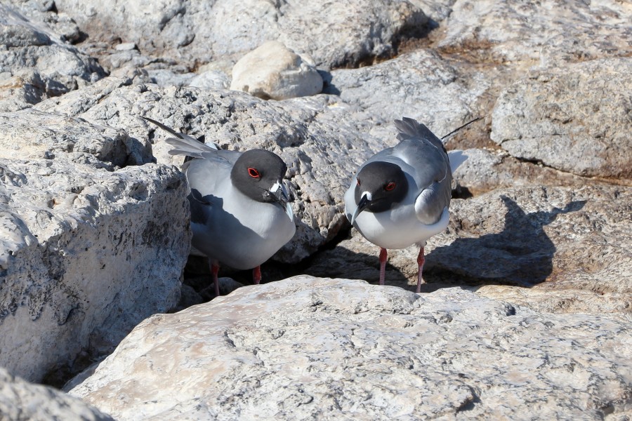 Swallow-tailed gulls