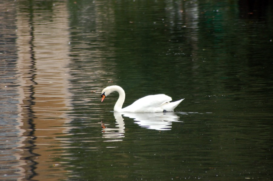 Swan On Kew Gardens Lake (3997571603)