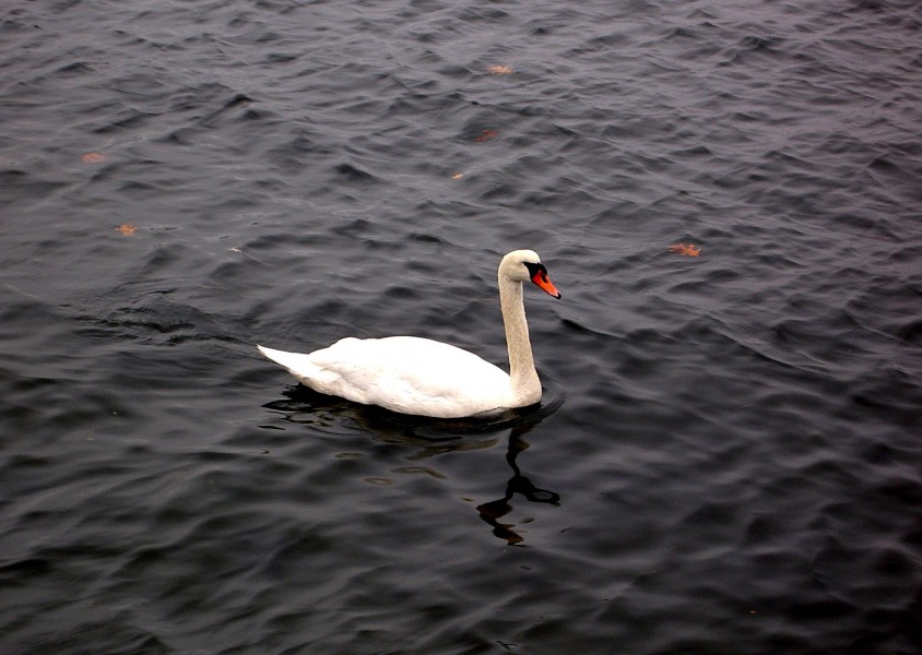 Swan on Thames