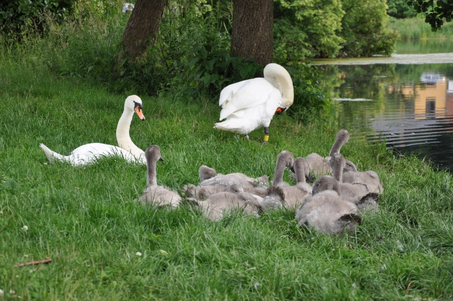 Swan pair with offspring