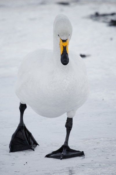 Swan walking on ice